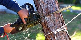 How Our Tree Care Process Works  in  Oriole Beach, FL