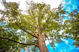 Best Lawn Pest Prevention  in Oriole Beach, FL