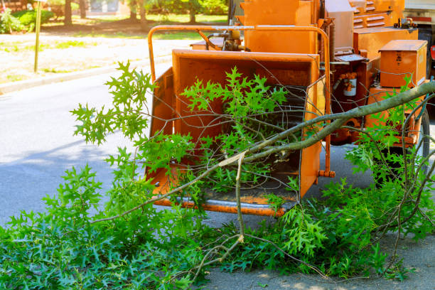Best Lawn Mowing  in Oriole Beach, FL
