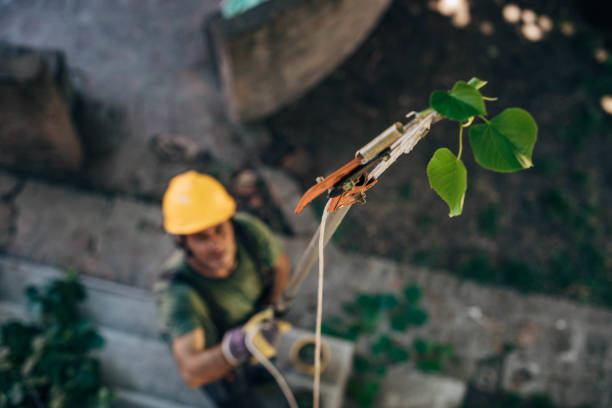 How Our Tree Care Process Works  in  Oriole Beach, FL