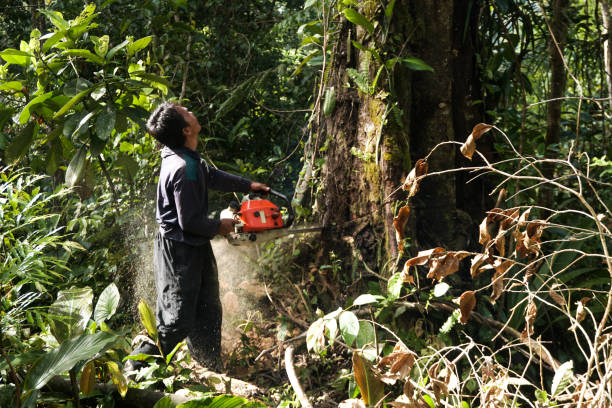 Best Hazardous Tree Removal  in Oriole Beach, FL