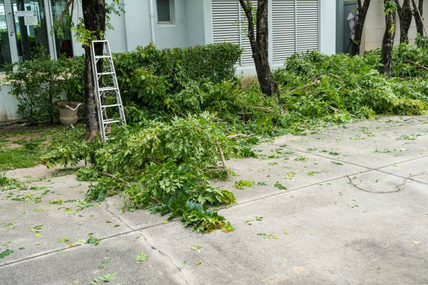 Best Root Management and Removal  in Oriole Beach, FL