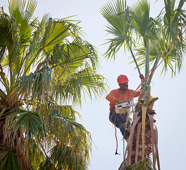 Best Stump Grinding and Removal  in Oriole Beach, FL
