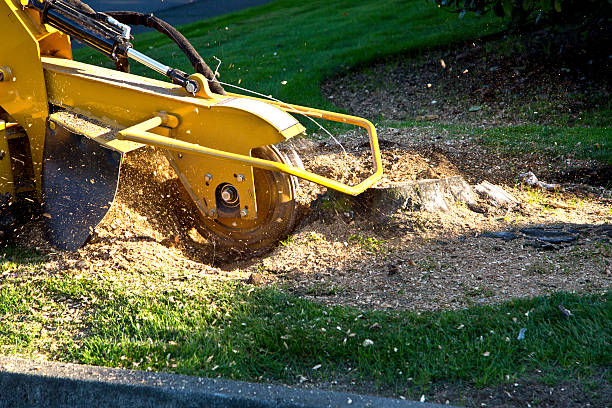 Best Tree Risk Assessment  in Oriole Beach, FL