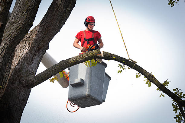Best Leaf Removal  in Oriole Beach, FL
