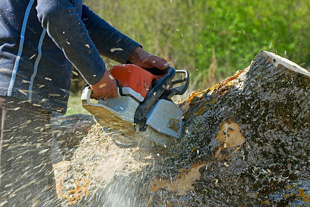 Professional Tree Services in Oriole Beach, FL