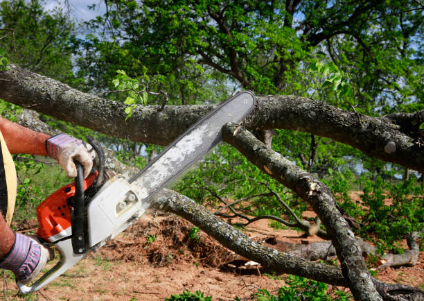 Best Tree Trimming and Pruning  in Oriole Beach, FL