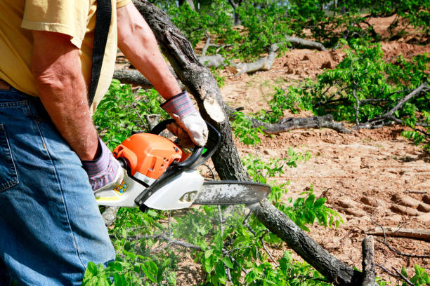 Best Lawn Watering Services  in Oriole Beach, FL