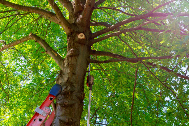 Best Fruit Tree Pruning  in Oriole Beach, FL